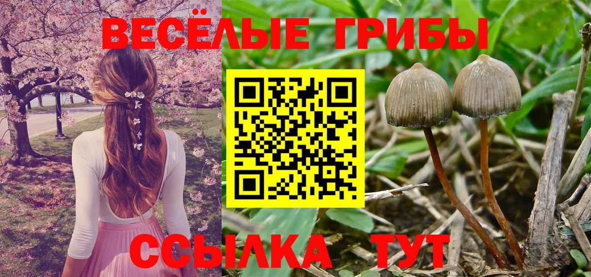 Узловая  Псилоцибиновые грибы MAGIC MUSHROOMS  Вход с VPN 